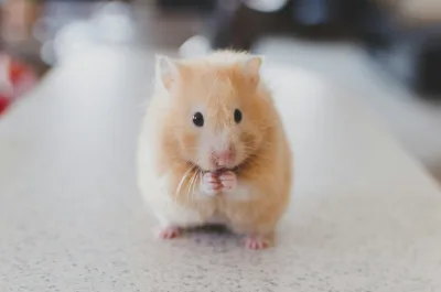 Selective focus photography of brown hamster