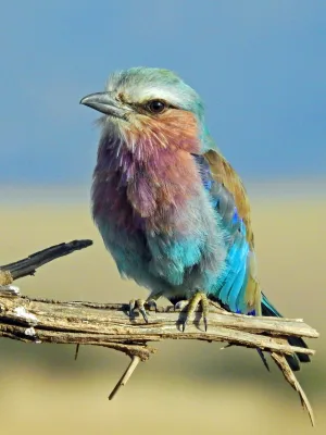 Shallow focus photography of multi colored bird