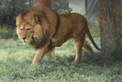 Adult lion walking beside tree
