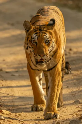 Brown tiger walking on brown sand during daytime