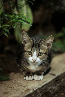Grey tabby kitten