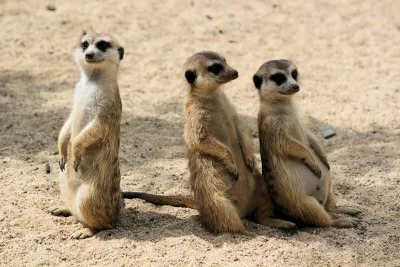 Three animals on sand during daytime