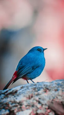Blue and red bird during daytime