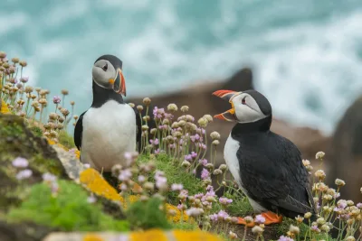 Two black-and-white birds