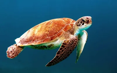 Brown turtle swimming underwater