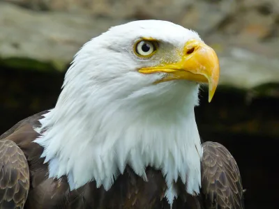 A profile view of a bald eagle with a white head and yellow beak
