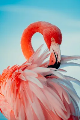 Pink flamingo in close up photography
