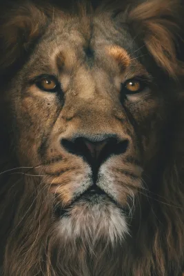 Brown lion in close up photography