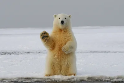 Polar bear on snow covered ground during daytime