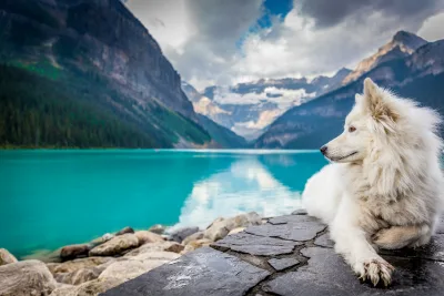 A white dog sitting on a rock formation near a large mountain pond