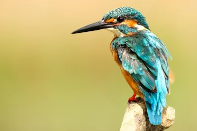 Blue and brown bird on brown tree trunk