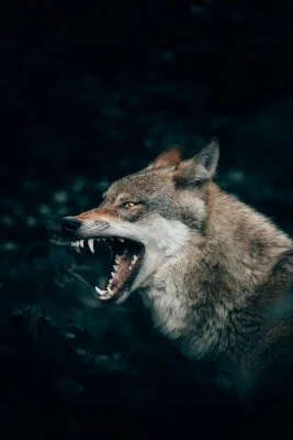 Wolf with open mouth