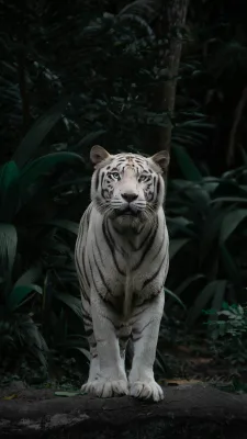 A white tiger with blue eyes in a dark, lush tropical forest