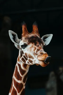 Selective focus photo of giraffe