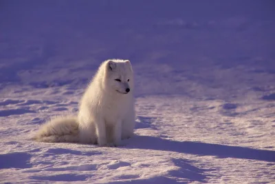White fox sitting on snow during daytime