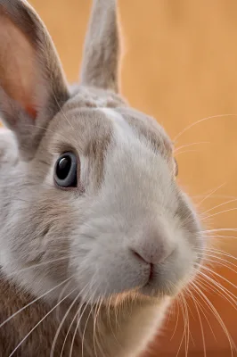 Closeup photo of gray rabbit