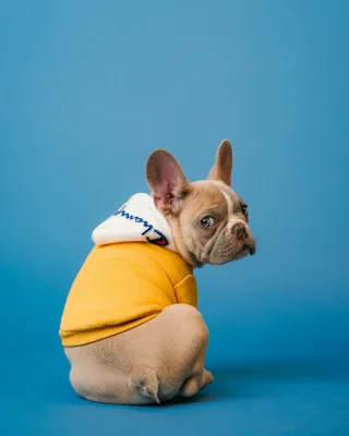 Brown short coated dog in orange hoodie