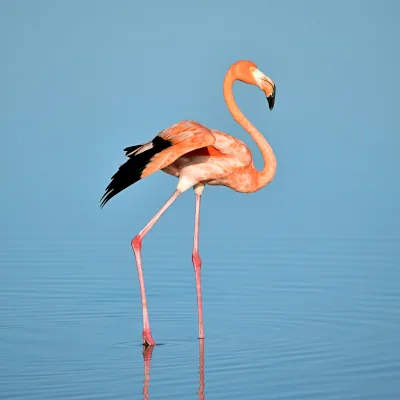 Photo of flamingo on water