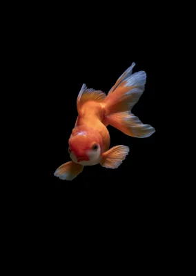White gold fish