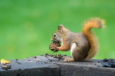 Brown squirrel eating nuts