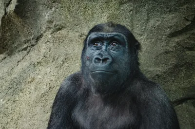 Closeup photo of black gorilla